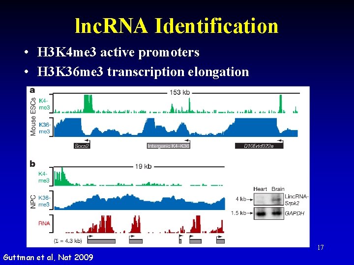 lnc. RNA Identification • H 3 K 4 me 3 active promoters • H