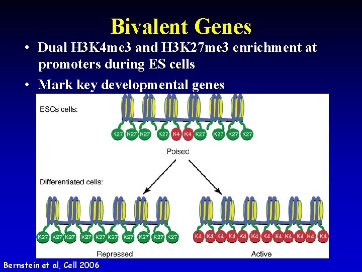 Bivalent Genes • Dual H 3 K 4 me 3 and H 3 K