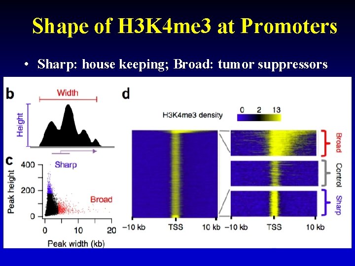 Shape of H 3 K 4 me 3 at Promoters • Sharp: house keeping;