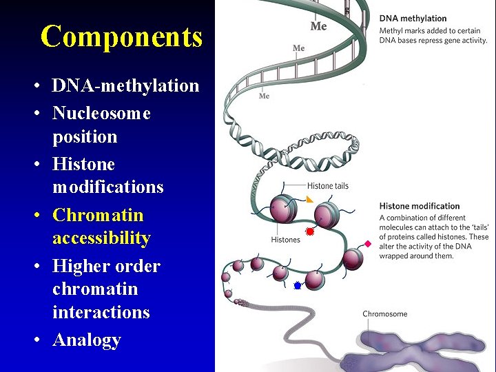 Components • DNA-methylation • Nucleosome position • Histone modifications • Chromatin accessibility • Higher