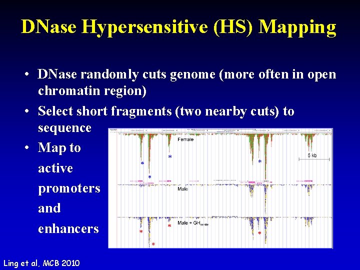 DNase Hypersensitive (HS) Mapping • DNase randomly cuts genome (more often in open chromatin