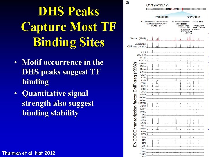 DHS Peaks Capture Most TF Binding Sites • Motif occurrence in the DHS peaks
