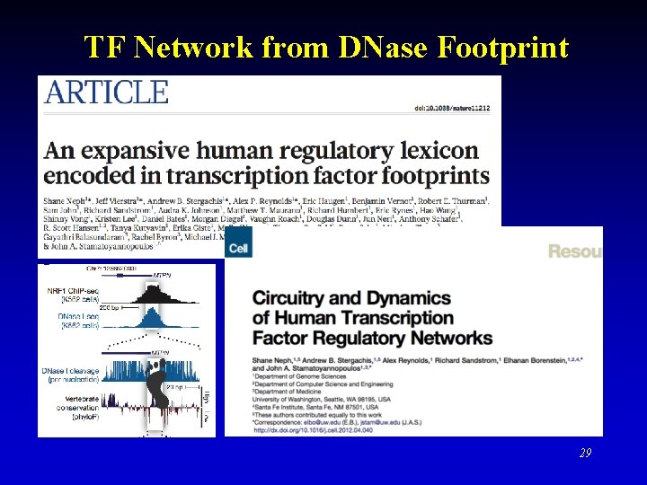 TF Network from DNase Footprint 29 