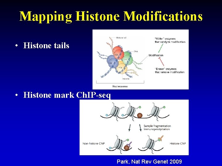 Mapping Histone Modifications • Histone tails • Histone mark Ch. IP-seq Park, Nat Rev