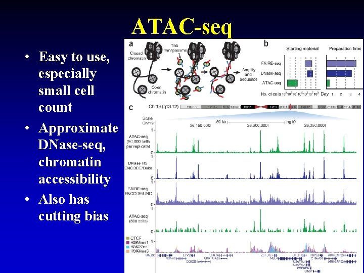 ATAC-seq • Easy to use, especially small cell count • Approximate DNase-seq, chromatin accessibility