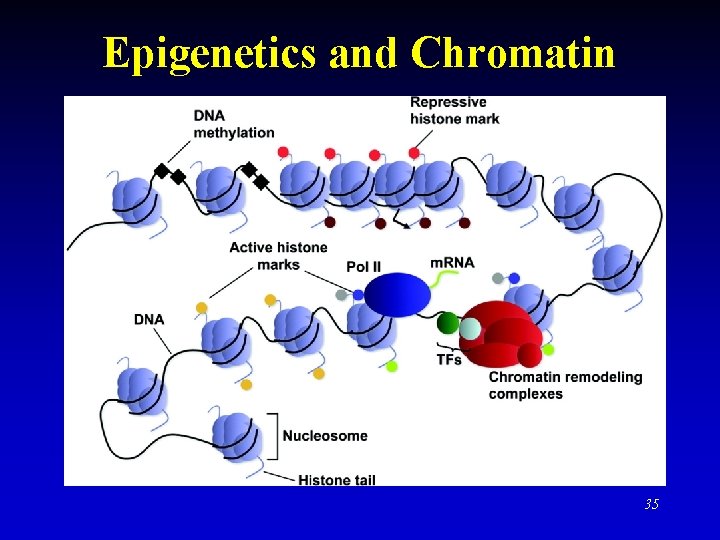 Epigenetics and Chromatin 35 