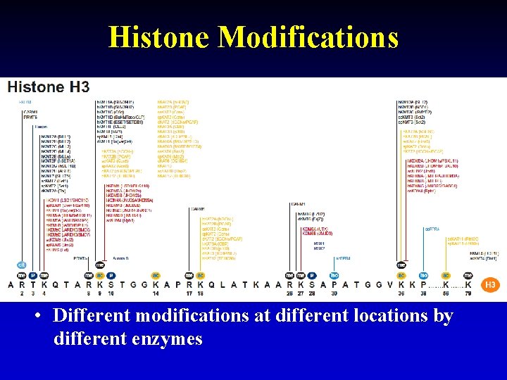 Histone Modifications • Different modifications at different locations by different enzymes 