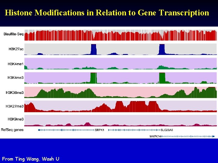 Histone Modifications in Relation to Gene Transcription From Ting Wang, Wash U 