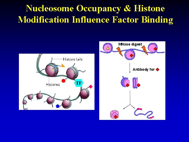 Nucleosome Occupancy & Histone Modification Influence Factor Binding MNase digest Antibody for TF 