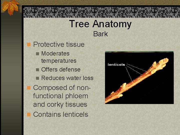 Tree Anatomy Bark n Protective tissue n Moderates temperatures n Offers defense n Reduces