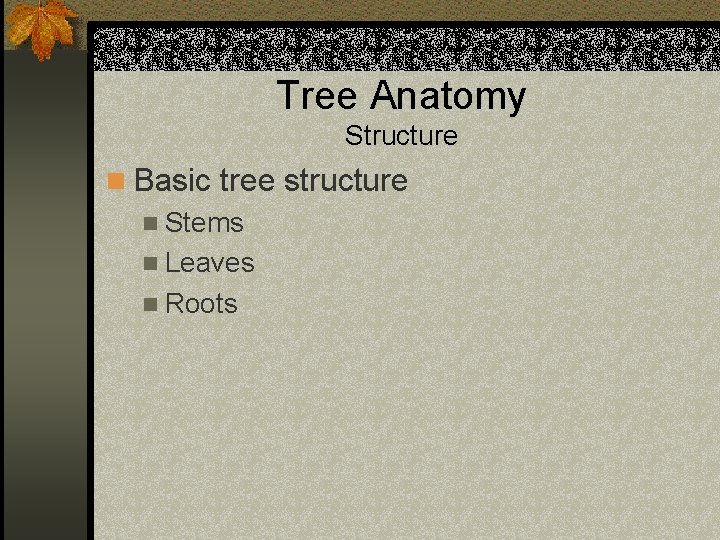 Tree Anatomy Structure n Basic tree structure n Stems n Leaves n Roots 