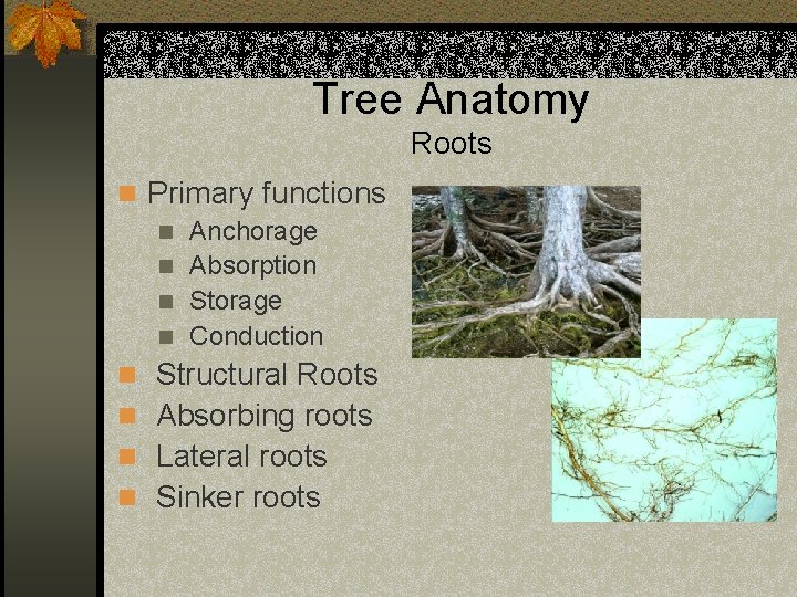 Tree Anatomy Roots n Primary functions n Anchorage n Absorption n Storage n Conduction