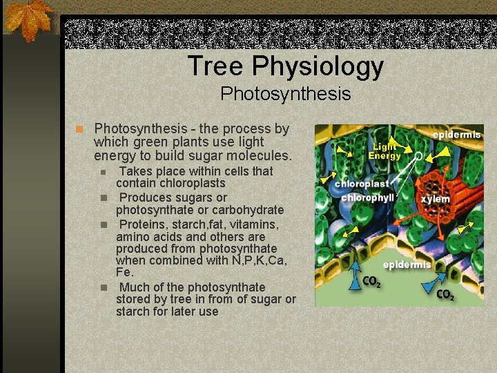 Tree Physiology Photosynthesis n Photosynthesis - the process by which green plants use light