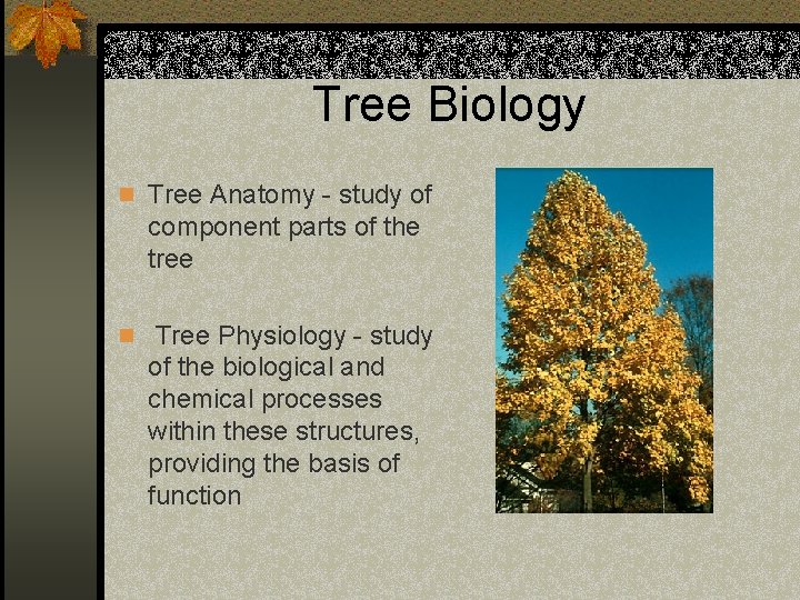 Tree Biology n Tree Anatomy - study of component parts of the tree n