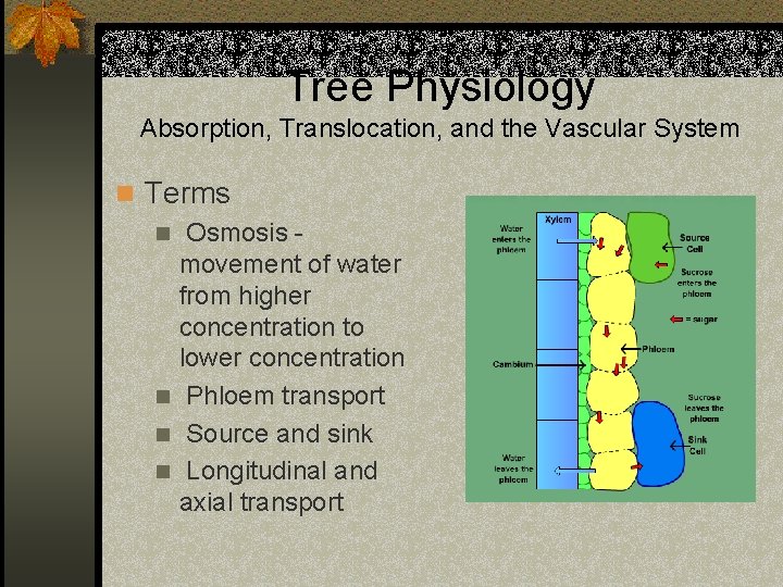 Tree Physiology Absorption, Translocation, and the Vascular System n Terms n Osmosis movement of