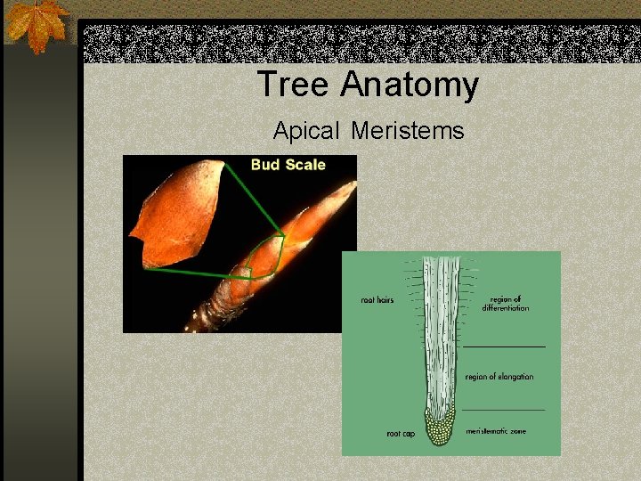 Tree Anatomy Apical Meristems 