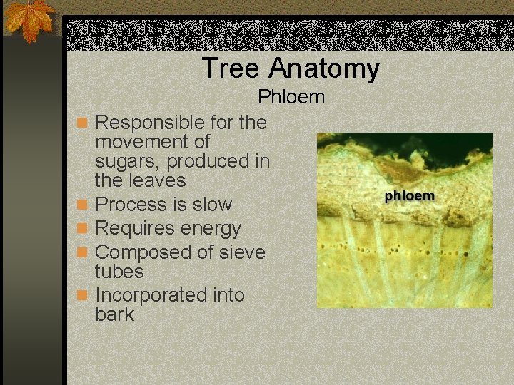 Tree Anatomy n n n Phloem Responsible for the movement of sugars, produced in