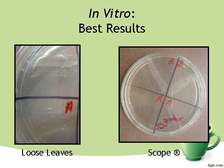 In Vitro: Best Results Loose Leaves Scope ® 