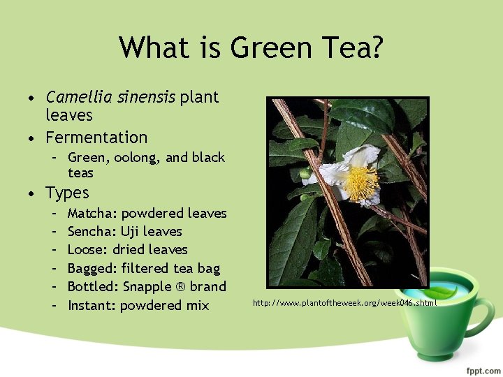 What is Green Tea? • Camellia sinensis plant leaves • Fermentation – Green, oolong,