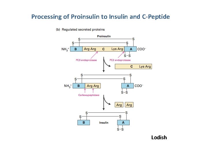 Processing of Proinsulin to Insulin and C-Peptide Lodish 