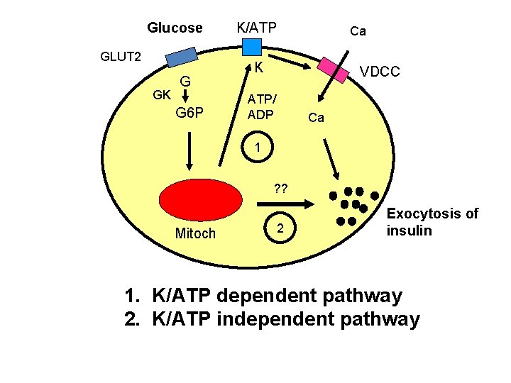 Glucose GLUT 2 GK G G 6 P K/ATP Ca K VDCC ATP/ ADP