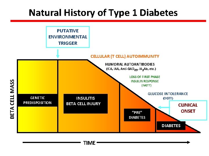 Natural History of Type 1 Diabetes PUTATIVE ENVIRONMENTAL TRIGGER CELLULAR (T CELL) AUTOIMMUNITY HUMORAL