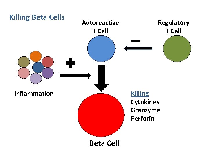 Killing Beta Cells Autoreactive T Cell Inflammation Regulatory T Cell Killing Cytokines Granzyme Perforin