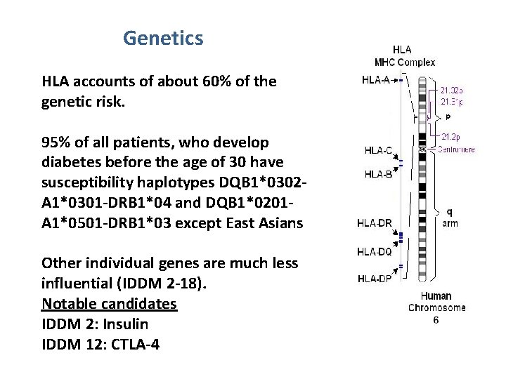 Genetics HLA accounts of about 60% of the genetic risk. 95% of all patients,