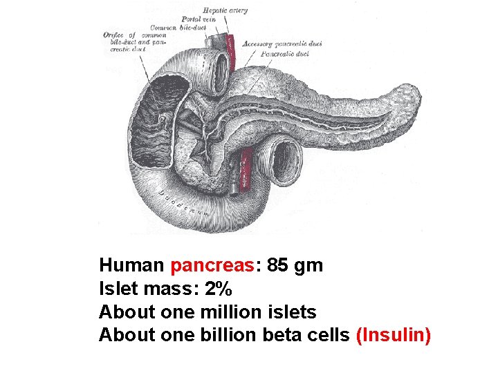 Human pancreas: 85 gm Islet mass: 2% About one million islets About one billion