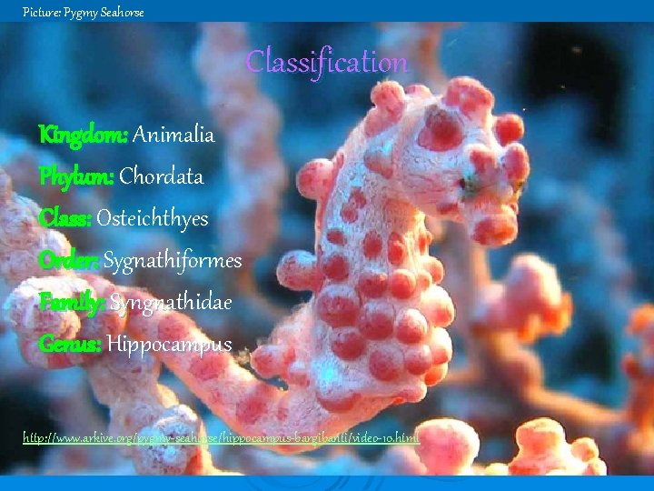 Picture: Pygmy Seahorse Classification Kingdom: Animalia Phylum: Chordata Class: Osteichthyes Order: Sygnathiformes Family: Syngnathidae