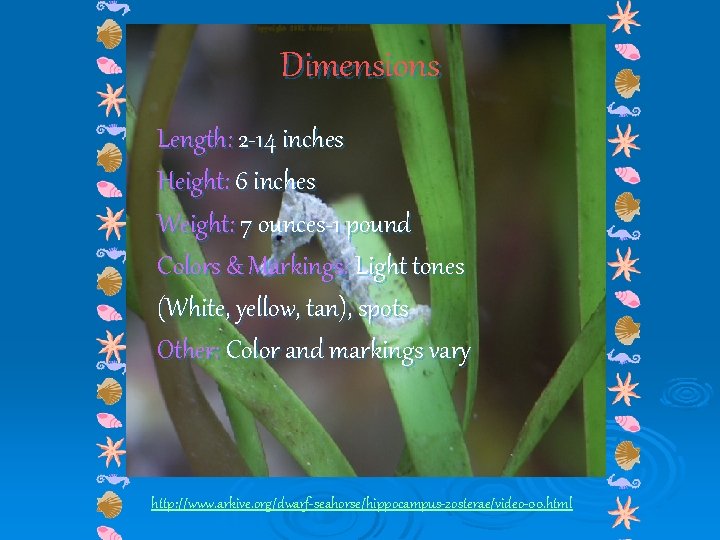 Dimensions Length: 2 -14 inches Height: 6 inches Weight: 7 ounces-1 pound Colors &