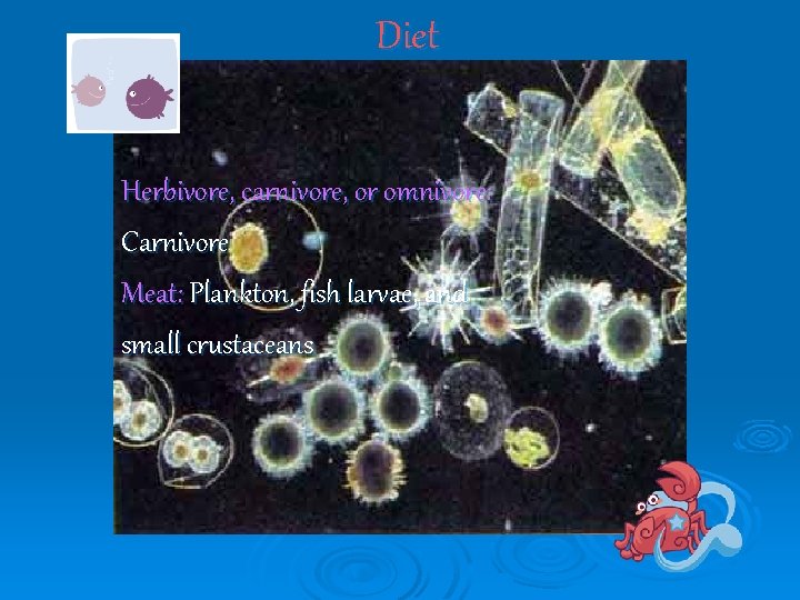 Diet Herbivore, carnivore, or omnivore: Carnivore Meat: Plankton, fish larvae, and small crustaceans 