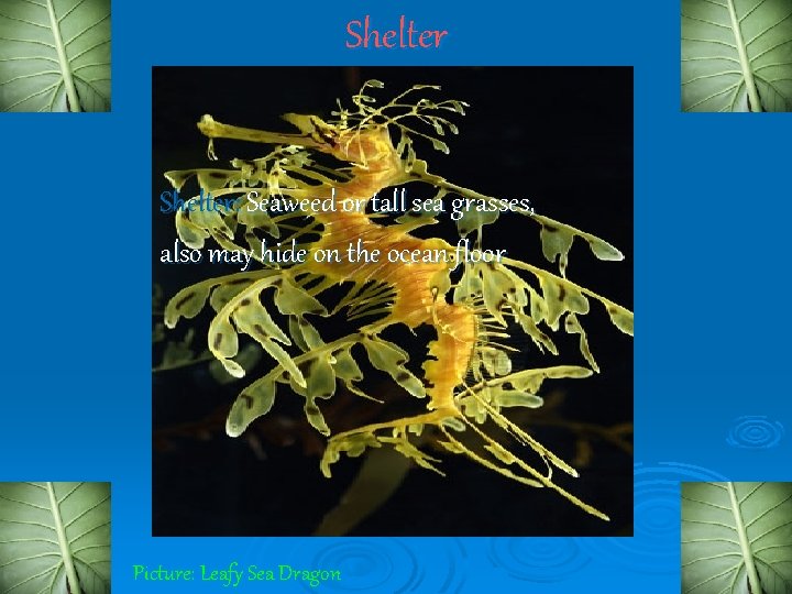 Shelter: Seaweed or tall sea grasses, also may hide on the ocean floor Picture: