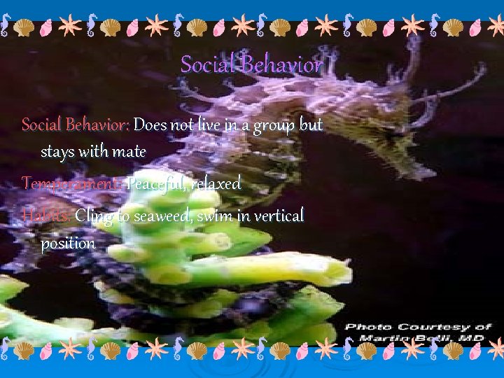 Social Behavior: Does not live in a group but stays with mate Temperament: Peaceful,