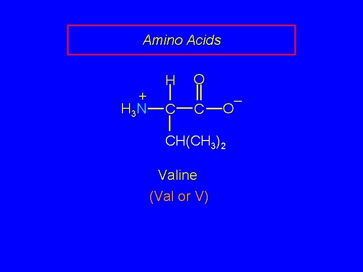 Amino Acids + H 3 N H C O C – O CH(CH 3)2