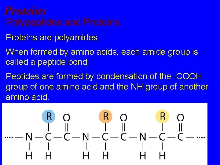 Proteins Polypeptides and Proteins are polyamides. When formed by amino acids, each amide group