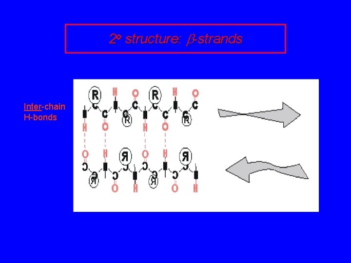 2 o structure: b-strands Inter-chain H-bonds 