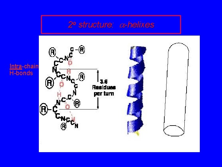 2 o structure: a-helixes Intra-chain H-bonds 