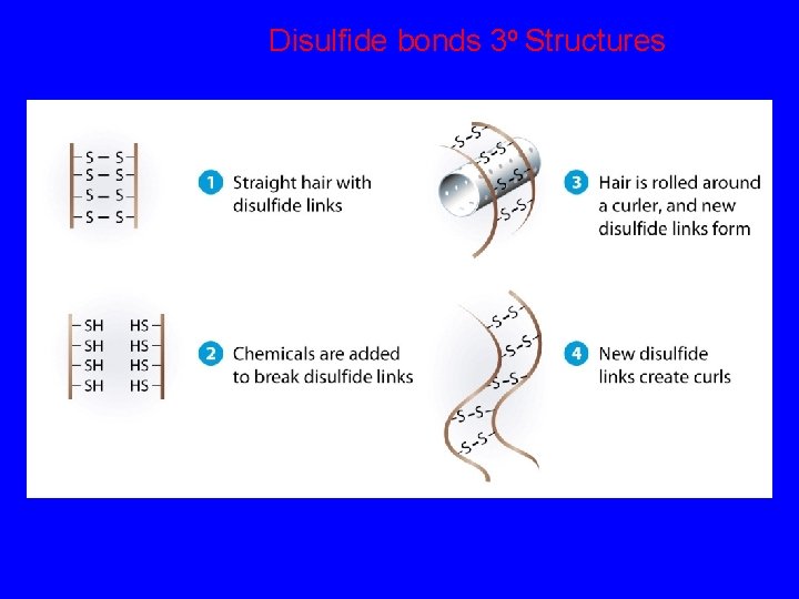 Disulfide bonds 3 o Structures 