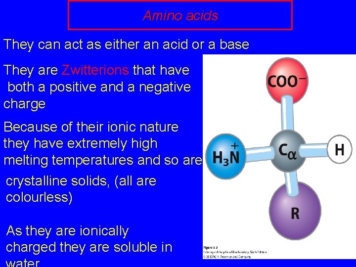 Amino acids They can act as either an acid or a base They are