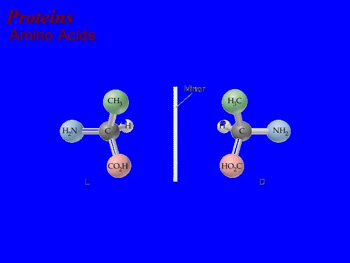 Proteins Amino Acids 