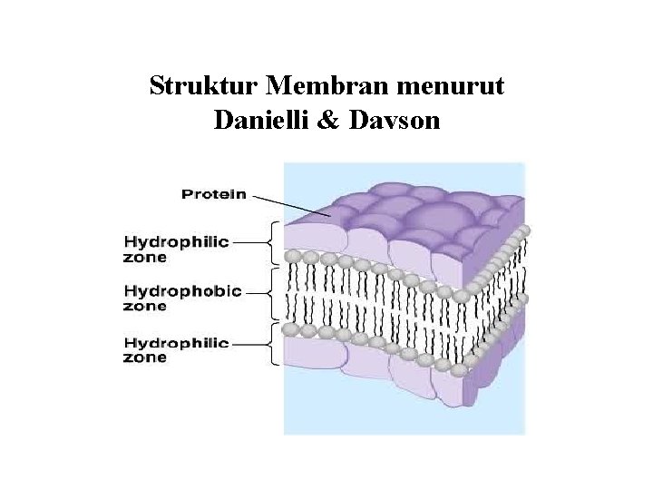 Struktur Membran menurut Danielli & Davson 