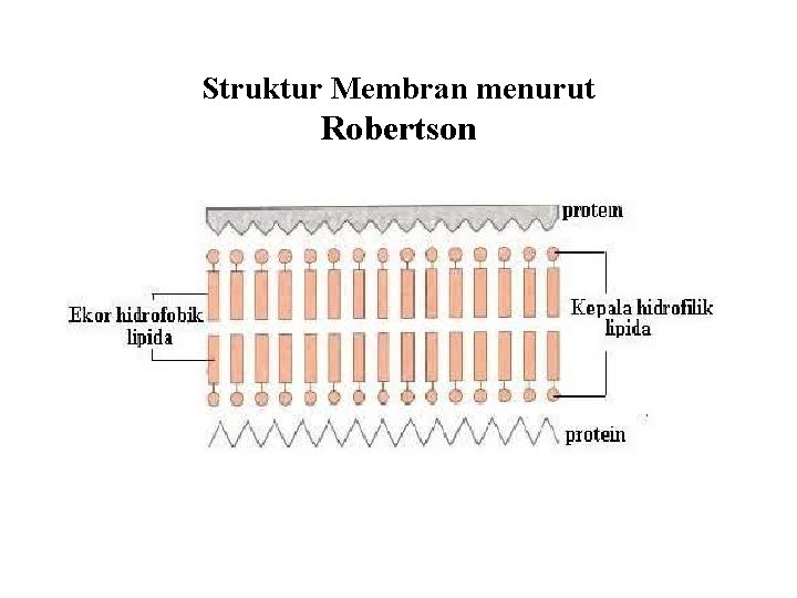 Struktur Membran menurut Robertson 