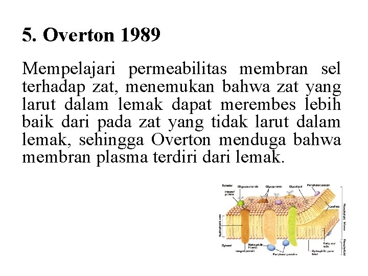 5. Overton 1989 Mempelajari permeabilitas membran sel terhadap zat, menemukan bahwa zat yang larut