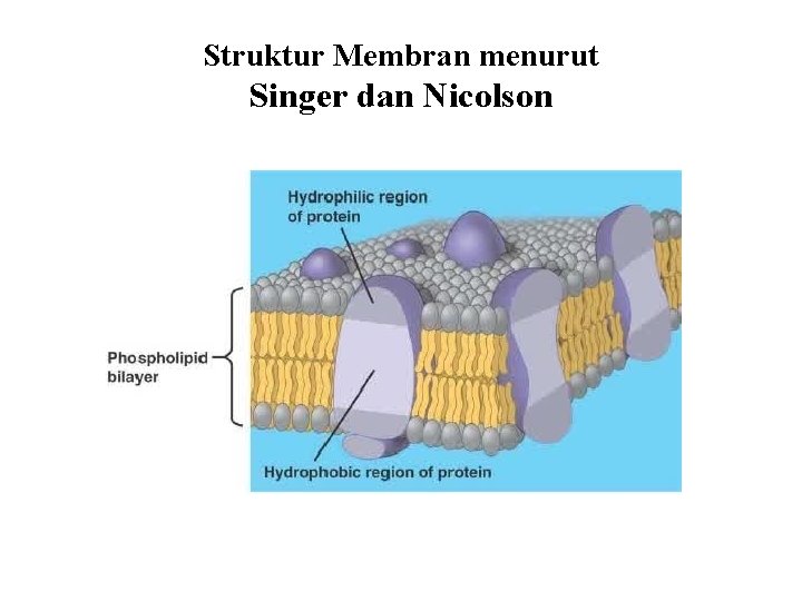Struktur Membran menurut Singer dan Nicolson 