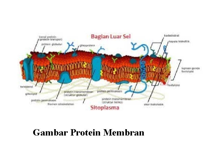 Gambar Protein Membran 