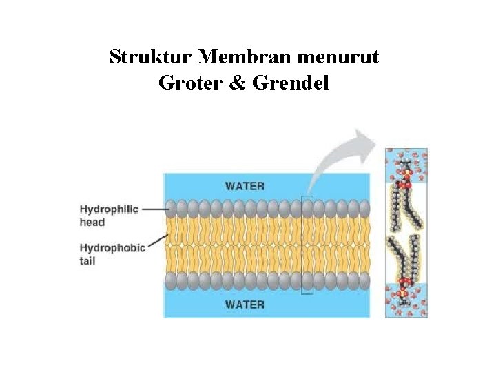 Struktur Membran menurut Groter & Grendel 