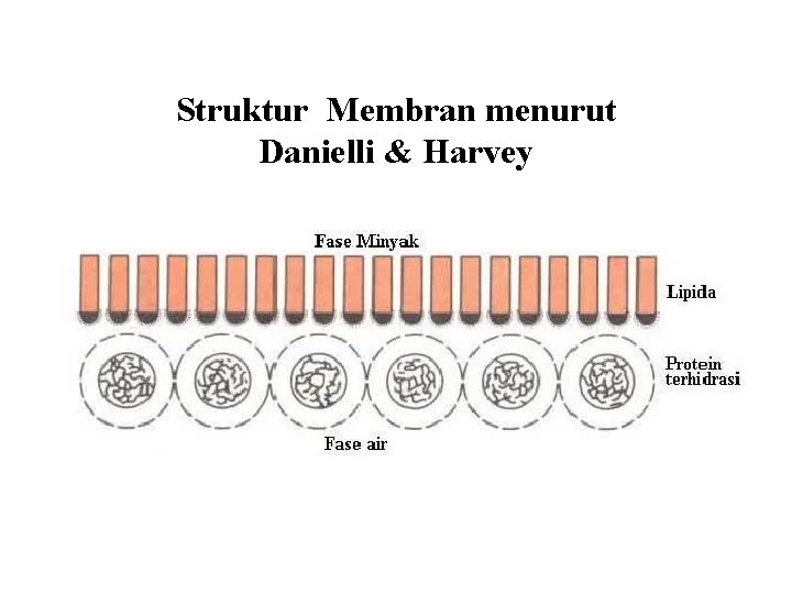 Struktur Membran menurut Danielli & Harvey 