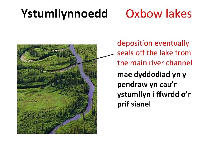 Ystumllynnoedd Oxbow lakes deposition eventually seals off the lake from the main river channel