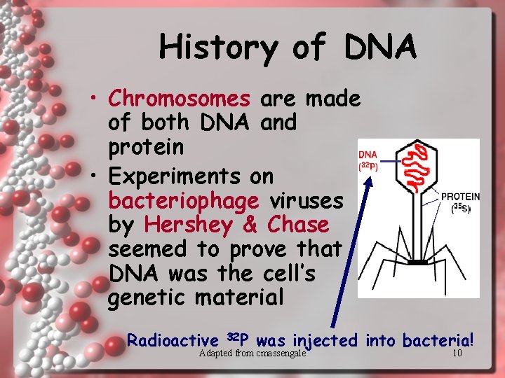 History of DNA • Chromosomes are made of both DNA and protein • Experiments